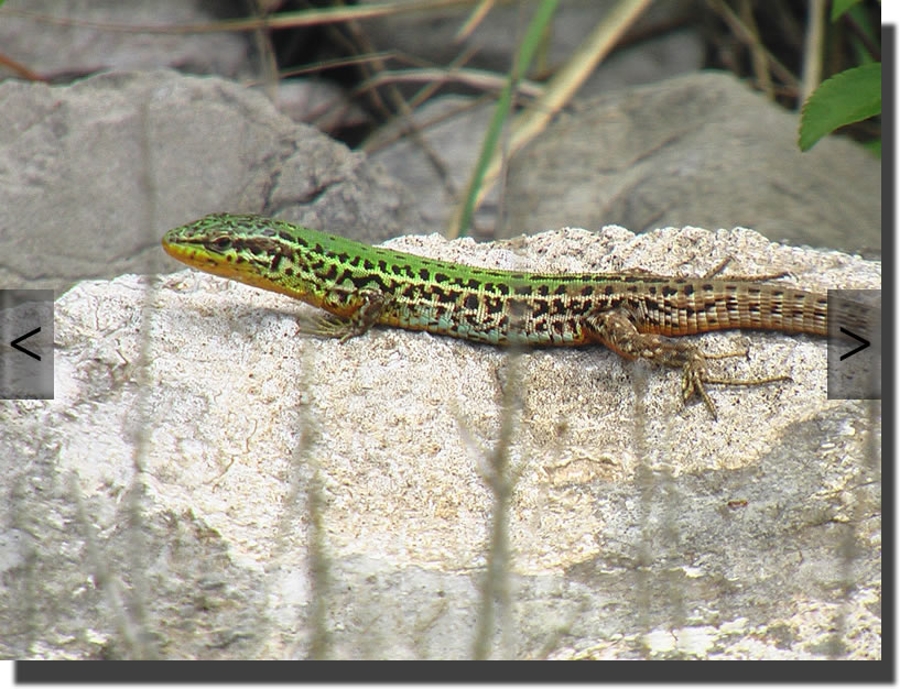Podarcis melisellensis